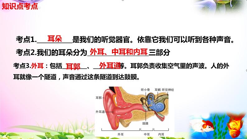 教科版科学四年级上册1.4我们是怎样听到声音的-知识点复习课件+实验+典型试题(动画已调点击出现)03