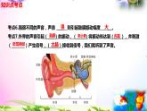 教科版科學(xué)四年級上冊1.4我們是怎樣聽到聲音的-知識點復(fù)習(xí)課件+實驗+典型試題(動畫已調(diào)點擊出現(xiàn))