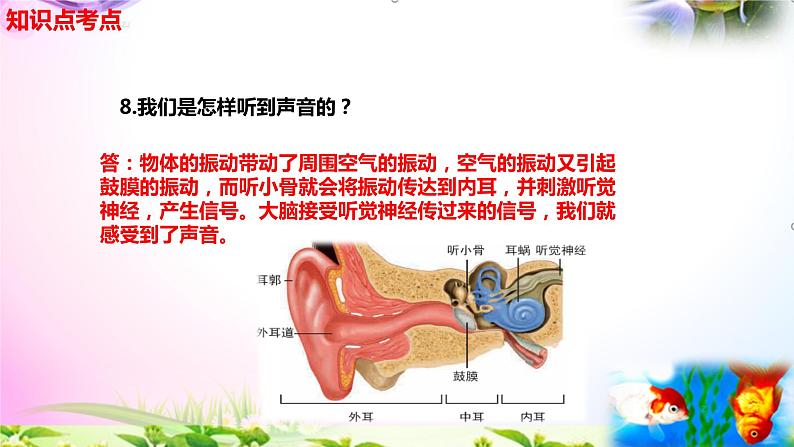 教科版科学四年级上册1.4我们是怎样听到声音的-知识点复习课件+实验+典型试题(动画已调点击出现)06