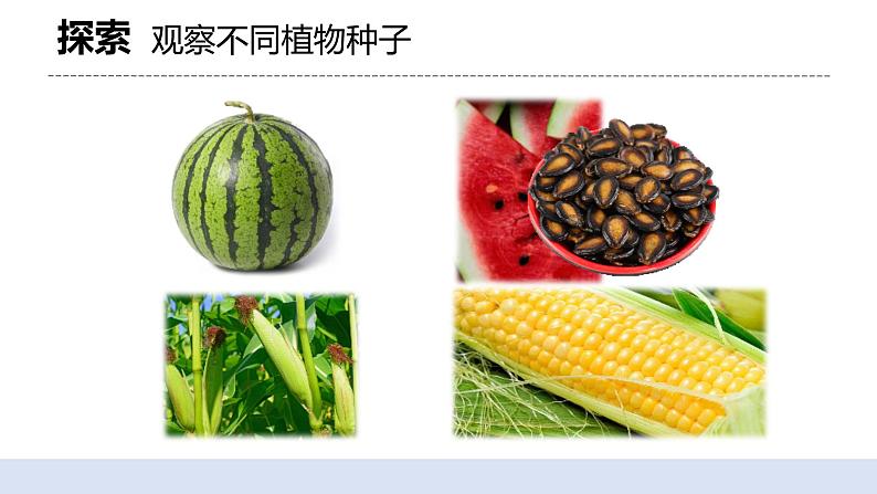 1.1 种子里孕育着新生命 课件（送教案）04