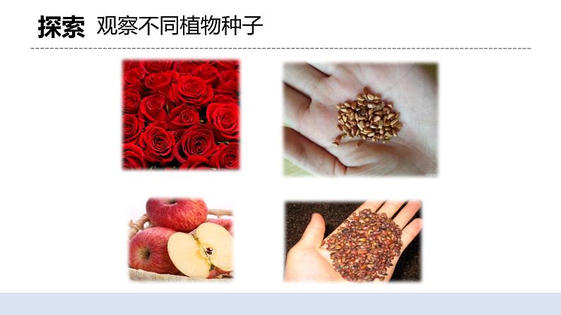 1.1 种子里孕育着新生命 课件（送教案）05