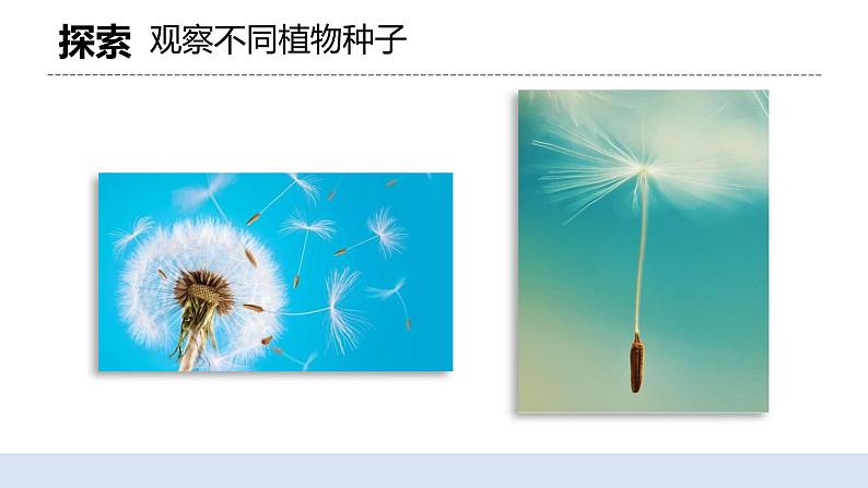1.1 种子里孕育着新生命 课件（送教案）06