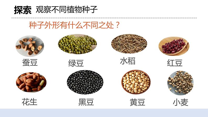 1.1 种子里孕育着新生命 课件（送教案）08
