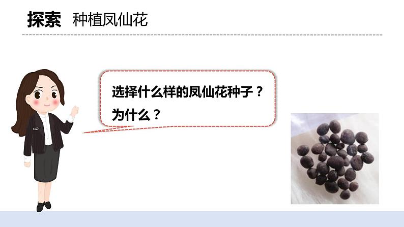 1.2 种植凤仙花 课件（送教案）04