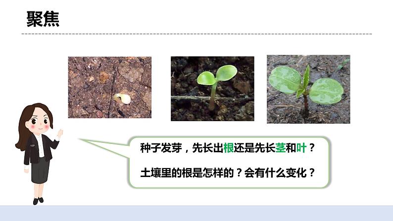 1.3 种子长出了根 课件+素材（送教案）03