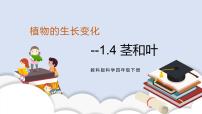 小学科学教科版 (2017)四年级下册4.茎和叶优秀课件ppt