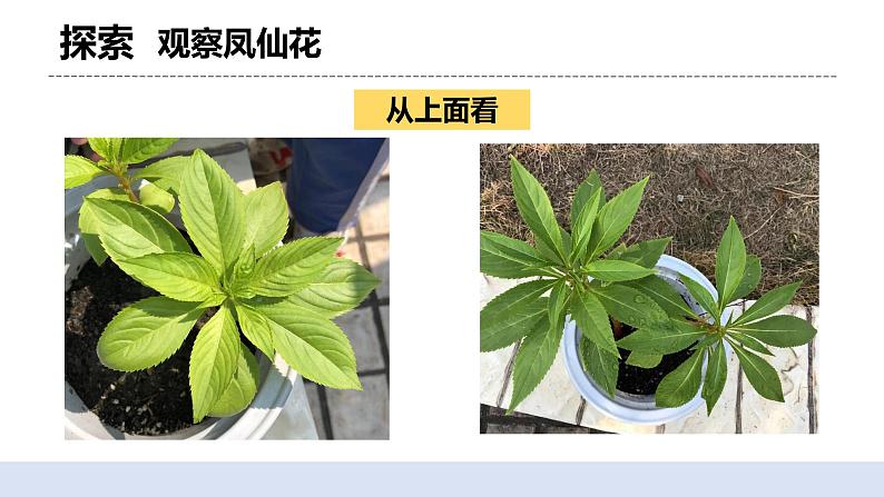 1.4 茎和叶 课件+素材（送教案）06