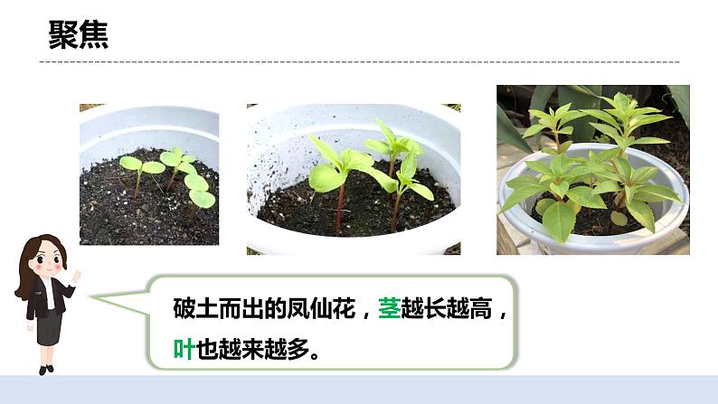 1.5 凤仙花开花了 课件+素材（送教案）03