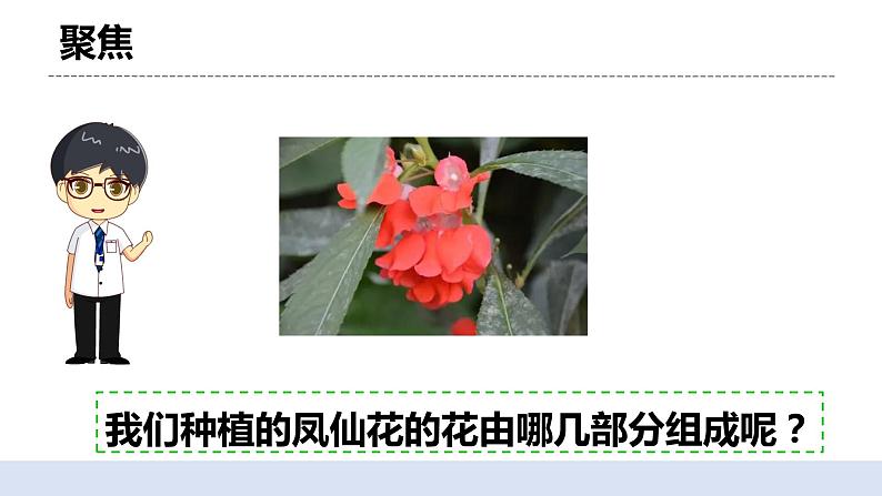 1.5 凤仙花开花了 课件+素材（送教案）04