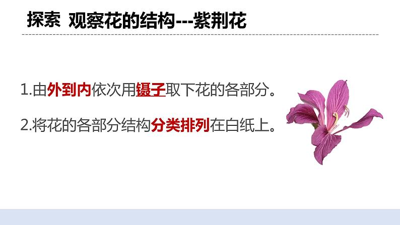 1.5 凤仙花开花了 课件+素材（送教案）05