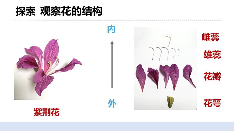 1.5 凤仙花开花了 课件+素材（送教案）06