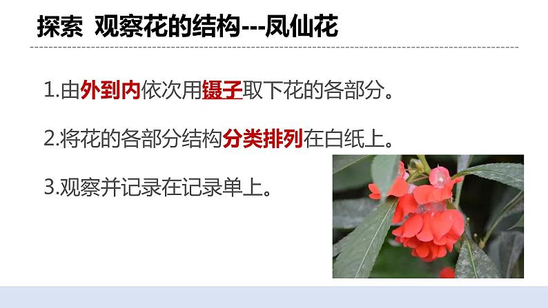 1.5 凤仙花开花了 课件+素材（送教案）07