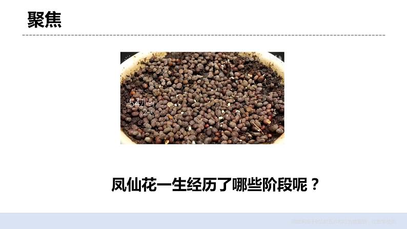 1.8 凤仙花的一生 课件+素材（送教案）03