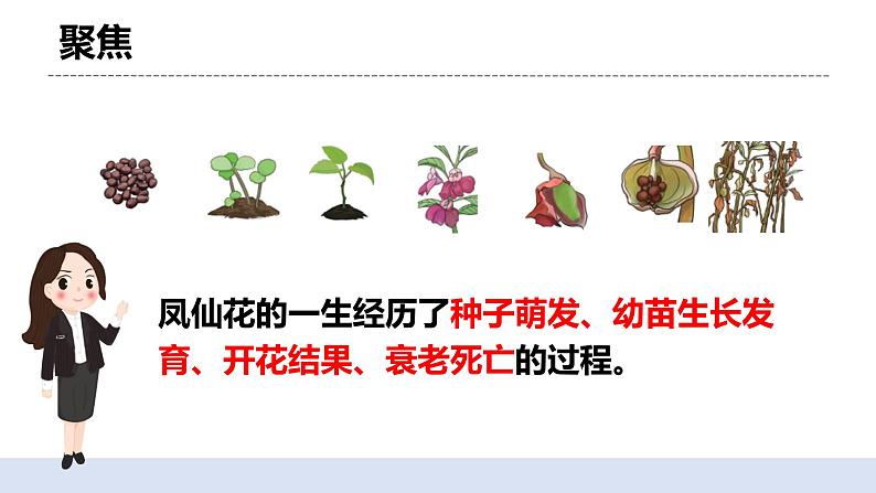 1.8 凤仙花的一生 课件+素材（送教案）04