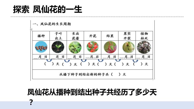 1.8 凤仙花的一生 课件+素材（送教案）05