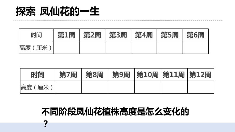 1.8 凤仙花的一生 课件+素材（送教案）06