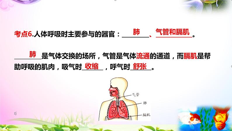 教科版科学四年级上册2.1感受我们的呼吸-知识点复习课件+实验+典型试题(动画已调)05