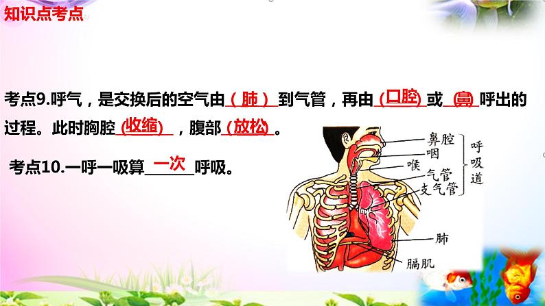 教科版科学四年级上册2.1感受我们的呼吸-知识点复习课件+实验+典型试题(动画已调)07