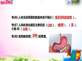 教科版科學(xué)四年級(jí)上冊(cè)2.8食物在身體里的旅行-知識(shí)點(diǎn)復(fù)習(xí)課件+實(shí)驗(yàn)+典型試題(動(dòng)畫(huà)已調(diào))