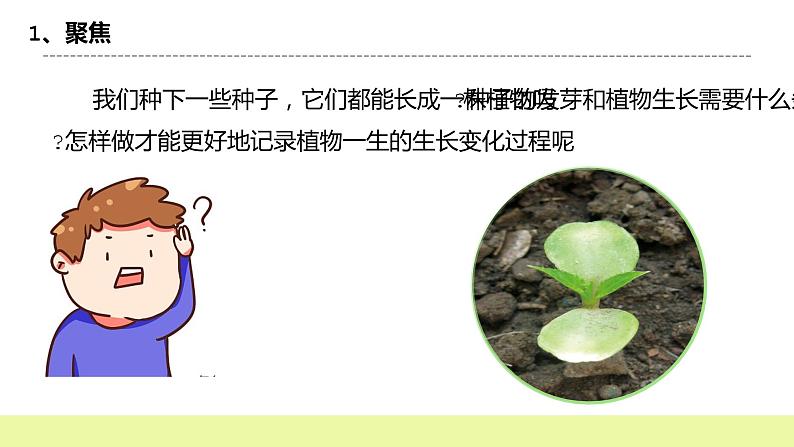 教科版科学四年级下册2.《种植凤仙花》课件ppt（送教案+练习）03