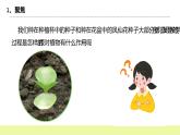 教科版科学四年级下册3.《种子长出了根》课件ppt（送教案+练习）