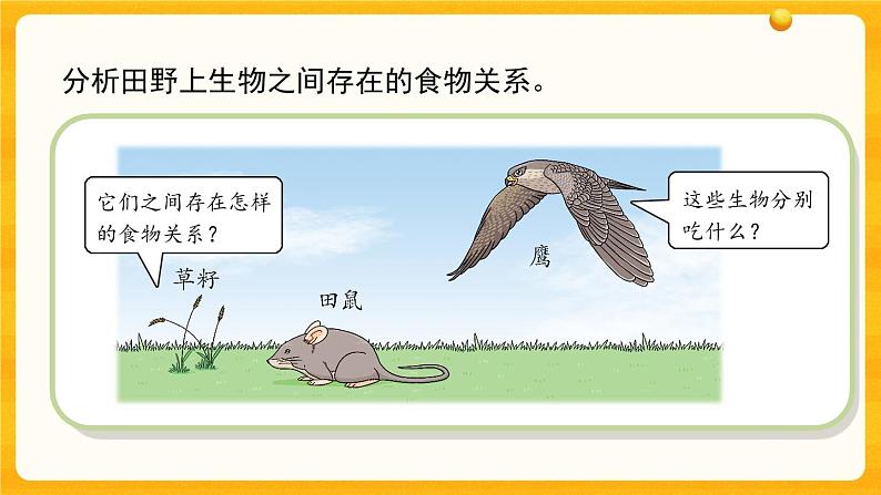 2.6《有趣的食物链》教学课件第2页