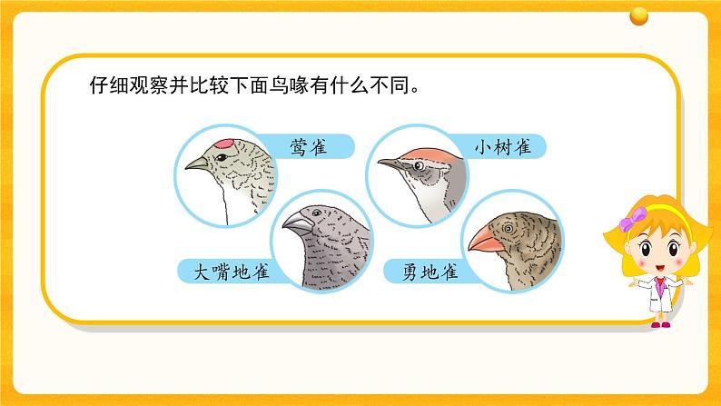 4.15多样的生物 课件03