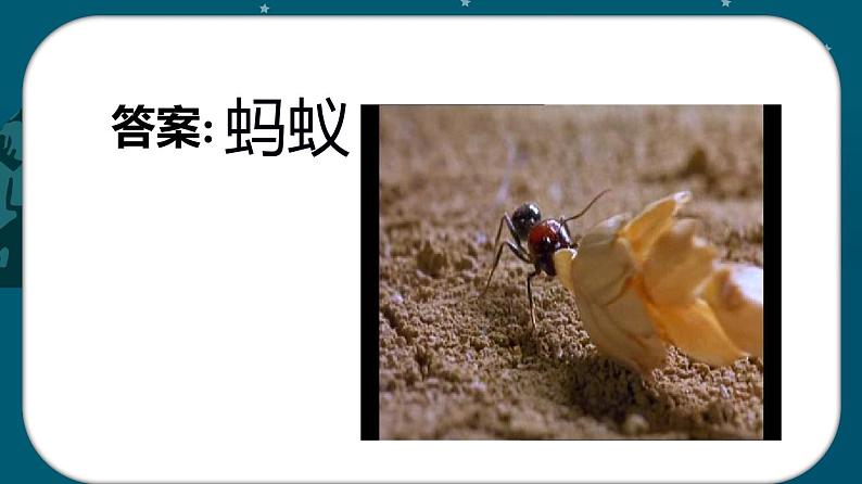 3.2养蚂蚁 同步微课+PDF版课件02