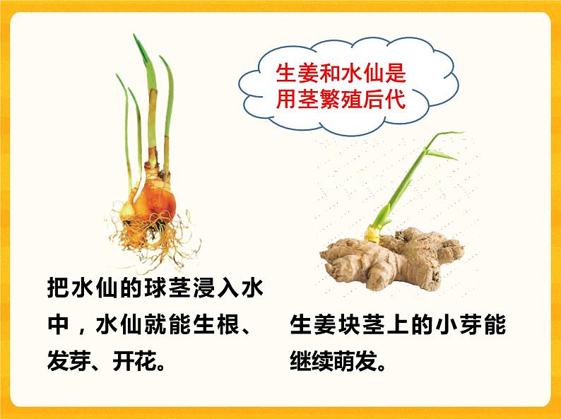 13用根、茎、叶繁殖 课件05