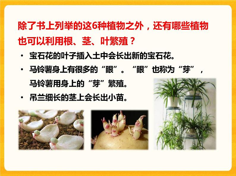 13用根、茎、叶繁殖 课件07