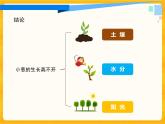 3.7栽小葱 课件