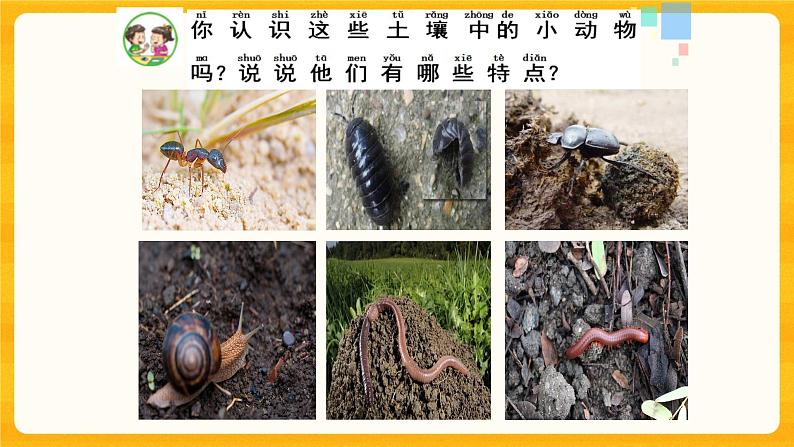 寻访土壤中的小动物 课件第5页