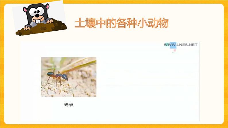 寻访土壤中的小动物 课件第6页