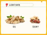 1.1種子發(fā)芽了 課件