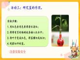 1.2幼苗长大了 课件