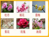 1.3植物開(kāi)花了 課件+視頻