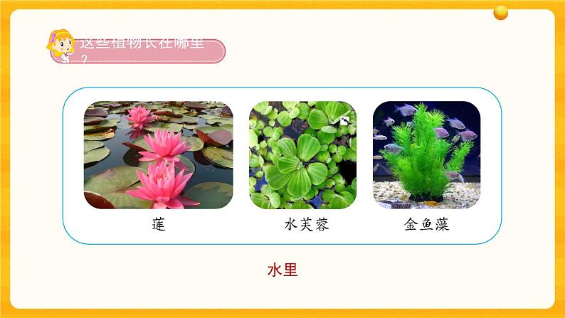 2.7水里的植物 课件05