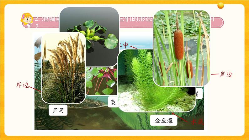 2.7水里的植物 课件06