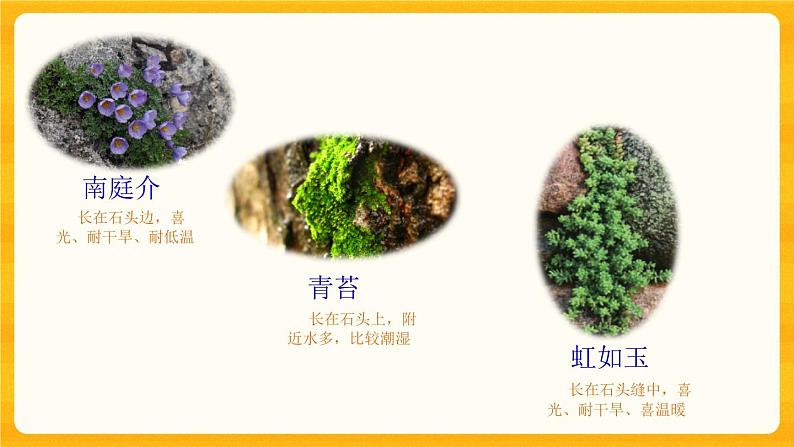 2.8石头上的植物 课件03