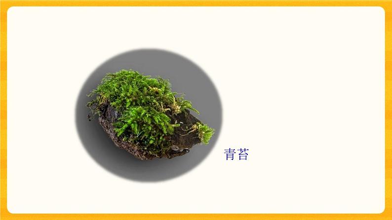 2.8石头上的植物 课件04