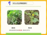 1.1種子發(fā)芽了（一）同步微課+課件