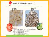 1.1種子發(fā)芽了（一）同步微課+課件