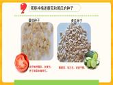 1.1種子發(fā)芽了（一）同步微課+課件