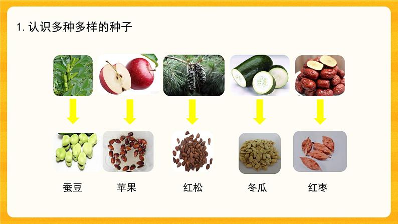 第一单元《植物的一生》第一课《种子发芽了二》课件第2页