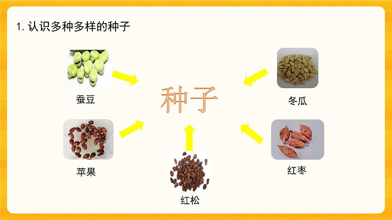 第一单元《植物的一生》第一课《种子发芽了二》课件第3页