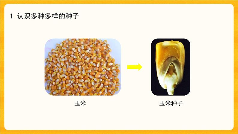 第一单元《植物的一生》第一课《种子发芽了二》课件第6页