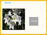 1.3植物開(kāi)花了同步微課+課件