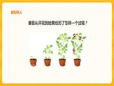 1.4植物结果了课件+教案+练习