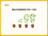 1.4植物结果了课件+教案+练习