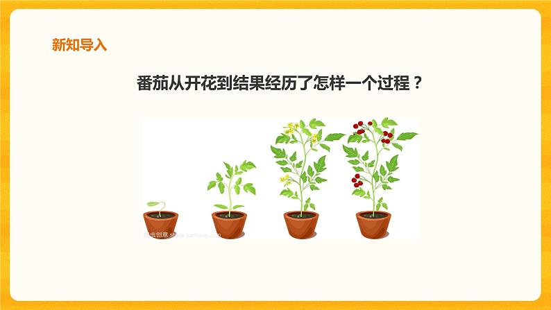 1.4植物结果了课件+教案+练习03